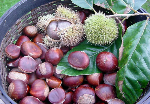 Bài thuốc từ hạt dẻ Cao Bằng