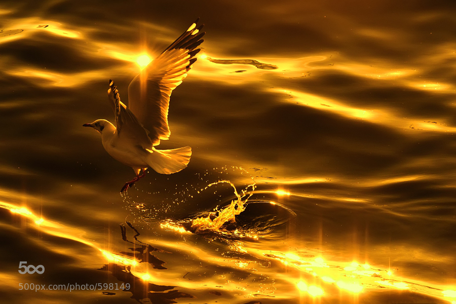 Chim Vàng và Chim Bạc