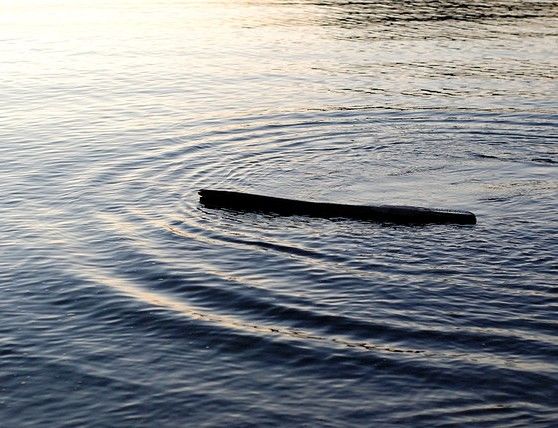 Khúc cây xuôi dòng