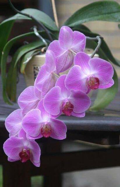 Tu dưỡng lớn nhất trong nhân sinh là tha thứ-1