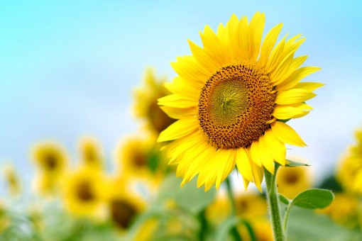 Cuộc đời vốn đã khó nhọc, hãy tùy duyên mà sống, đừng bận tâm quá nhiều