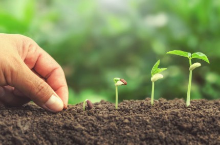 Trồng cây cho tâm hồn cỏ dại