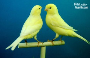 Chim hoàng yến báo ân A Đức