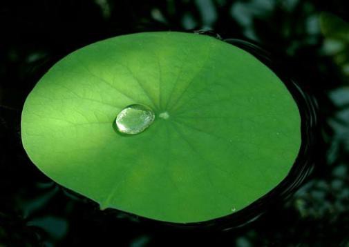 Quyết không ngã mặn-0