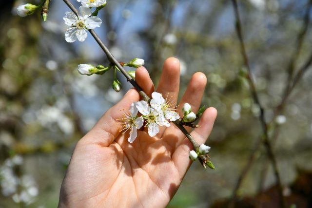 Ước hẹn với sự sống-0