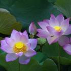 Đảng viên xuất gia được không?