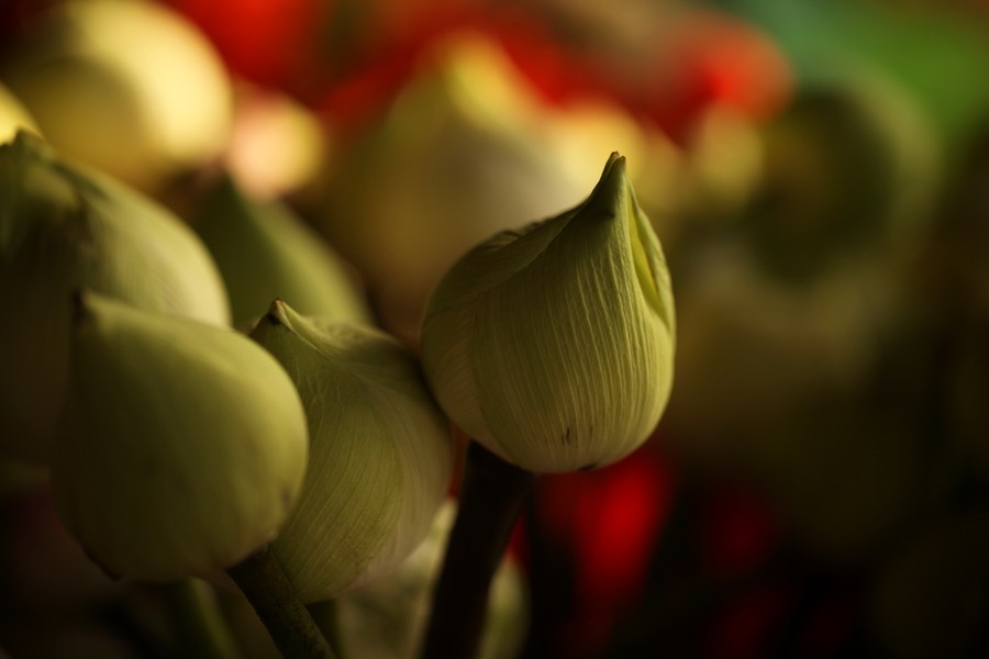 Phật tử có được tìm hiểu sách Tỳ-ni và Cảnh sách?-0