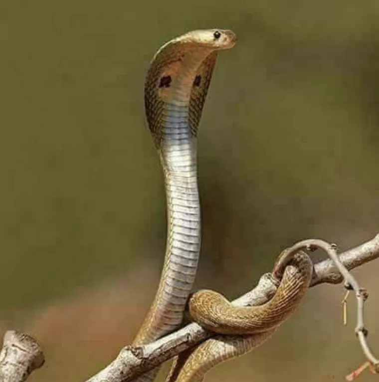 Chỉ là một cội cây: 06. Rắn hổ mang