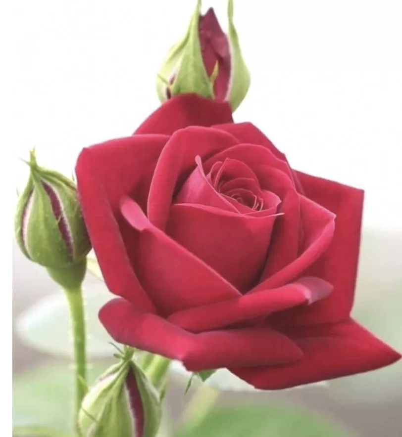 Nghi thức Bông hồng cài áo