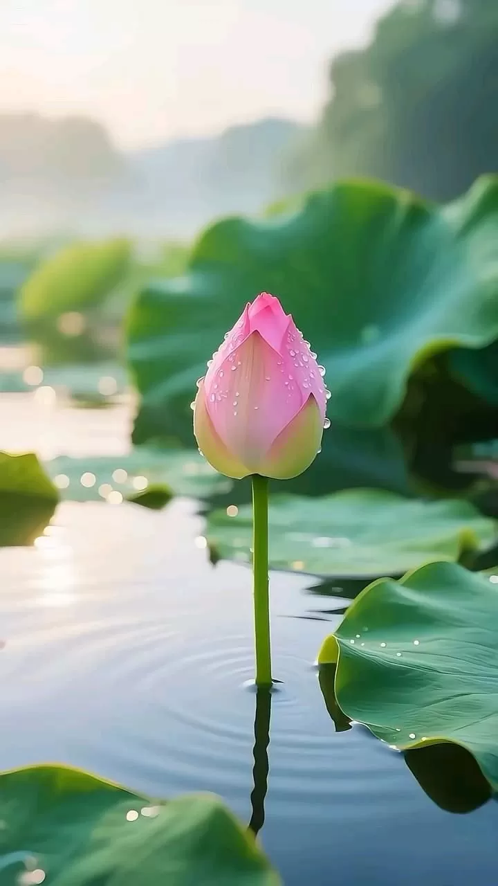 Bản tánh giác ngộ vốn sẵn hiện hữu